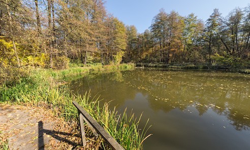 Лісове намисто