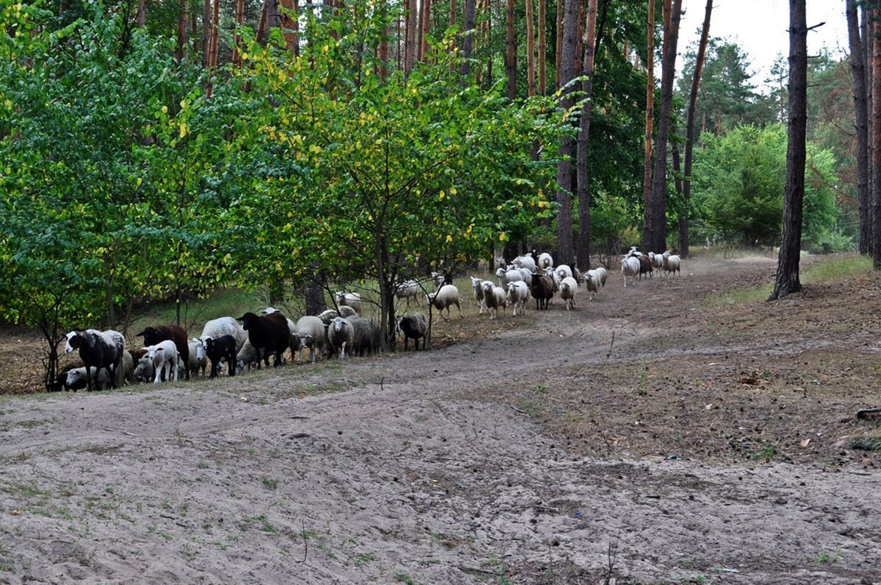 Кремінна
